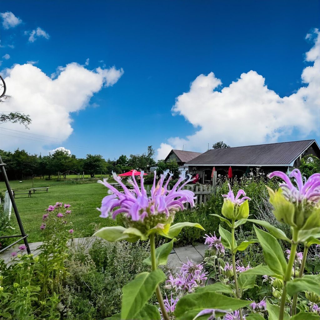 Field view with flowers at Applewood Winery in the Hudson Valley during a chauffeured wine tasting tour from Westchester County.
